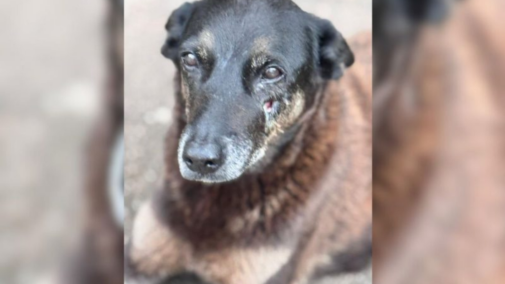 Cidade de Santa Catarina cria memorial em homenagem ao cão Orelha
