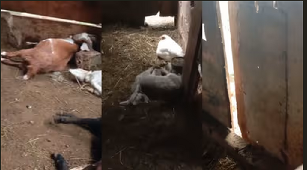 A Polícia Civil concluiu a investigação sobre a morte de diversos ovinos em uma propriedade localizada na comunidade de Linha São José, interior de Ibicaré