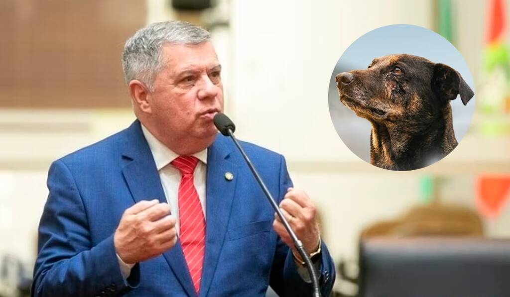 Punições contra maus-tratos a animais: Lei Orelha é sancionada em SC