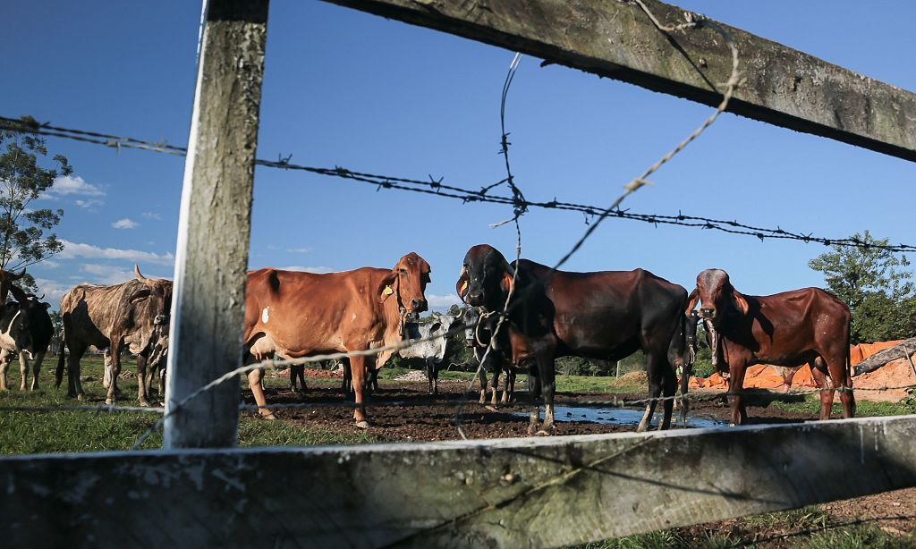 Joinville moderniza Serviço de Inspeção Municipal e abre caminho para agroindústrias venderem em todo o Brasil
