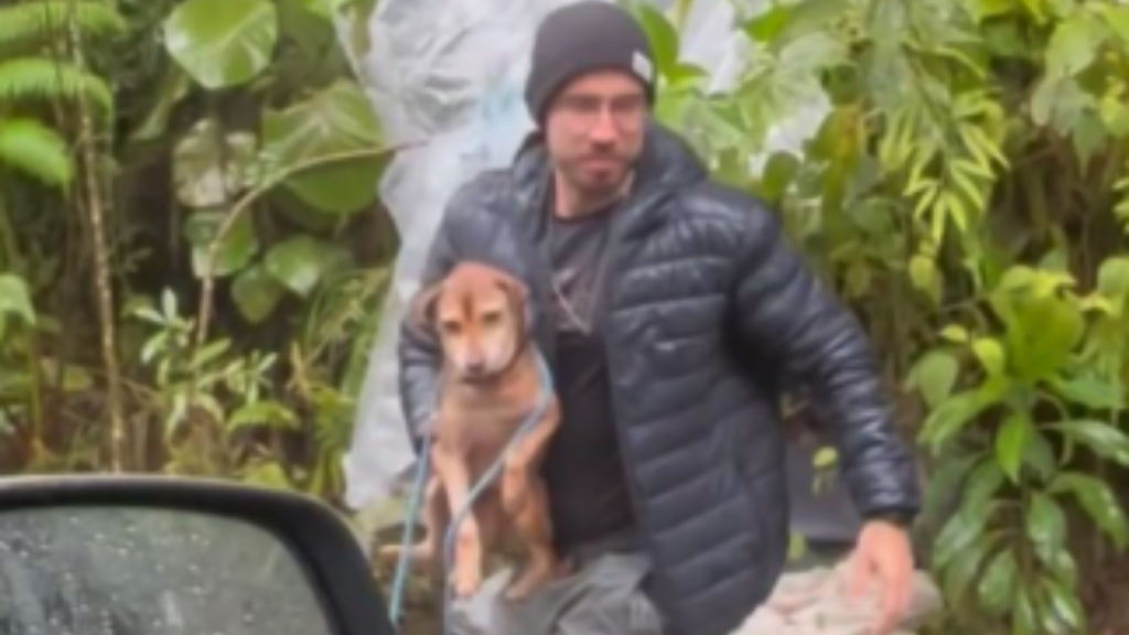 Abandonado na chuva e no frio, cachorro é resgatado por ONG em SC