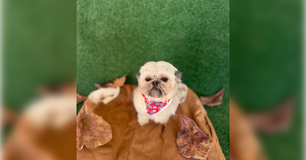 Cachorrinha Shih Tzu desaparece em Taió e família pede ajuda nas buscas
