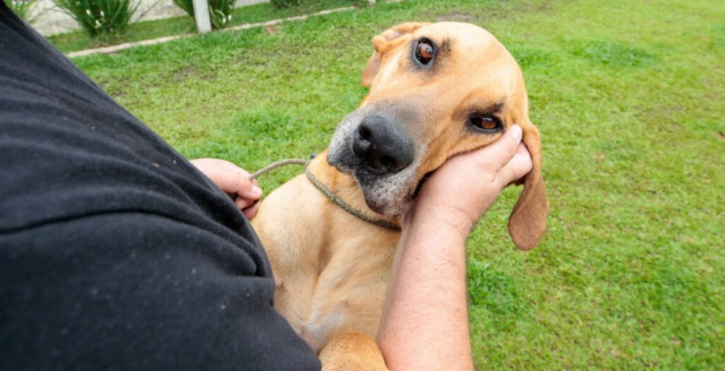 CBEA abre inscrições para o Dia D de Vacinação, com vacina contra a raiva para cães e gatos em Joinville