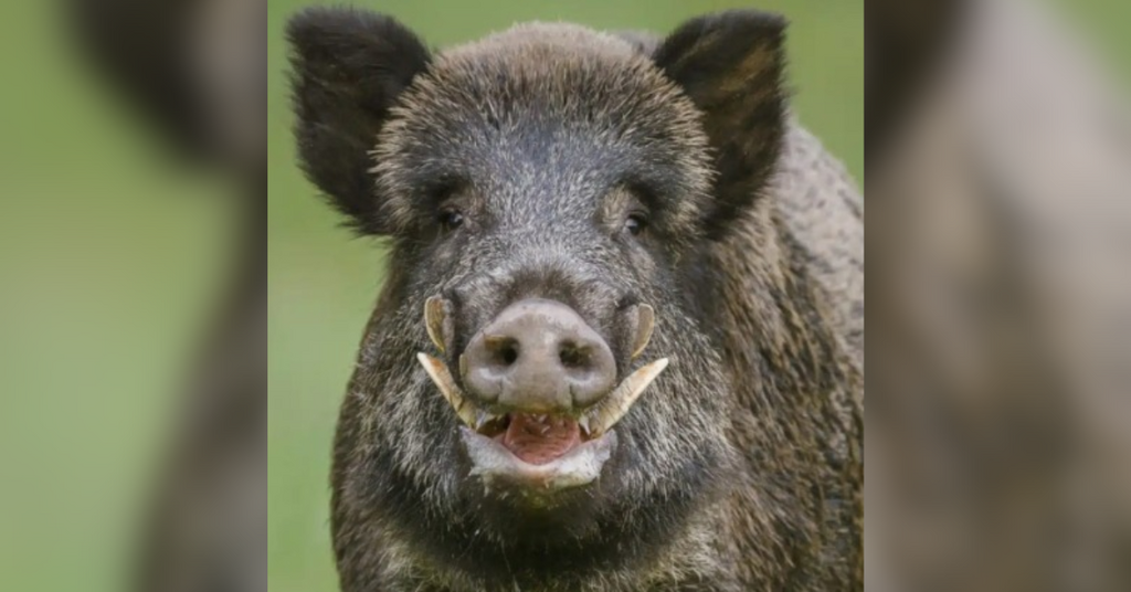 Alesc quer pagar R$ 100 por animal abatido no controle de javalis em SC