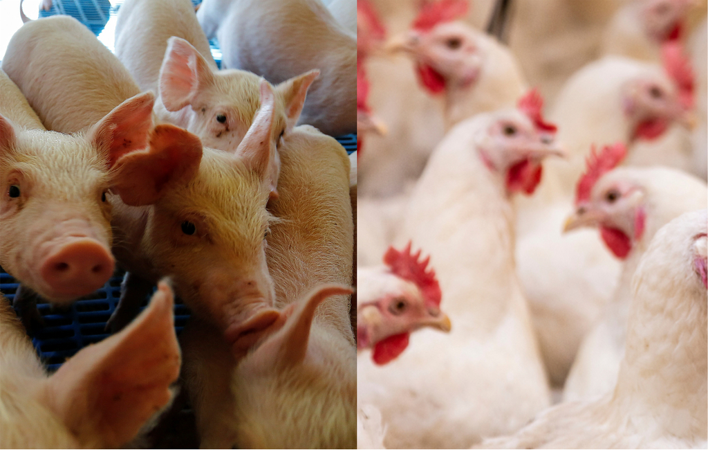 CUSTO DE PRODUÇÃO DO FRANGO SOBE NO PARANÁ E DO SUÍNO RECUA EM SANTA CATARINA EM JUNHO