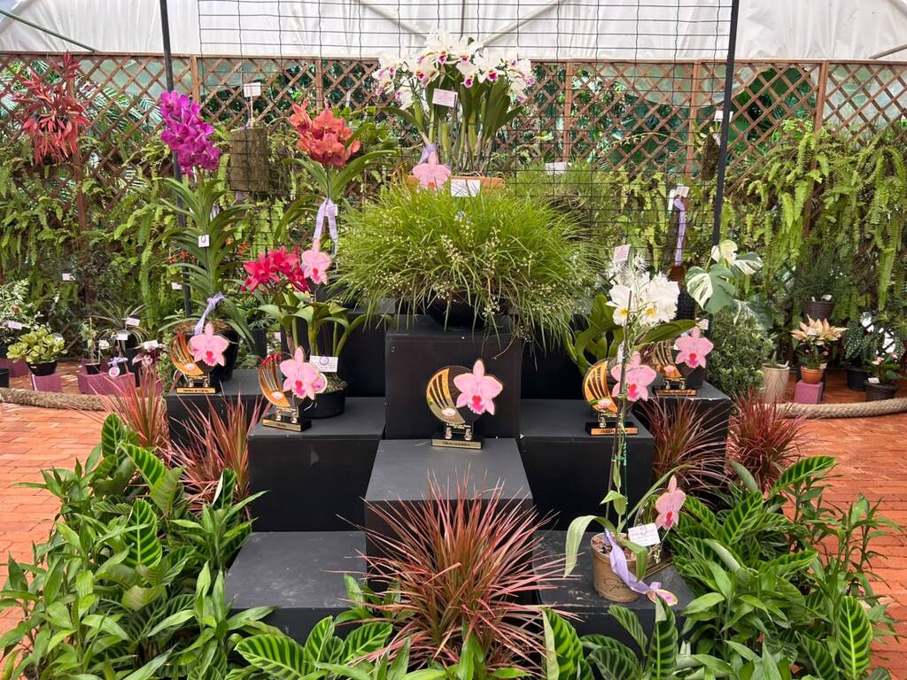 Festival das Flores de Inverno celebra os 88 anos da AJAO com evento gratuito