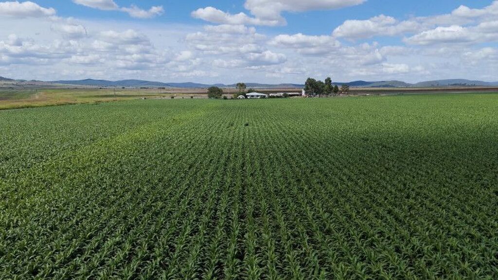 Plano Safra 2026/2027 gera otimismo, mas cooperativismo alerta para redução do crédito e fragilidade do seguro rural