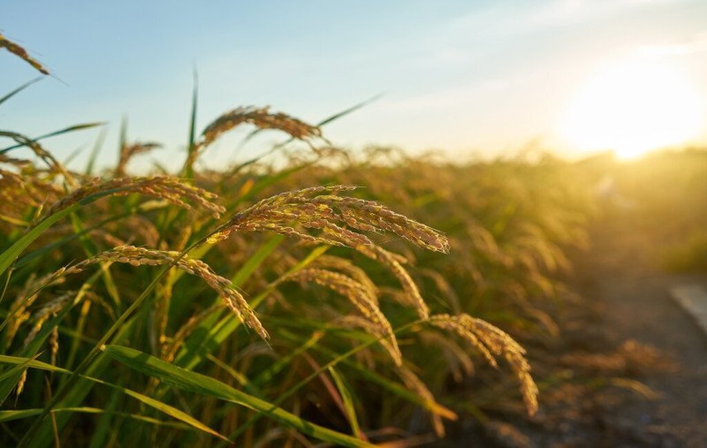 EL NIÑO ELEVA RISCO DE DOENÇAS NAS LAVOURAS DE ARROZ