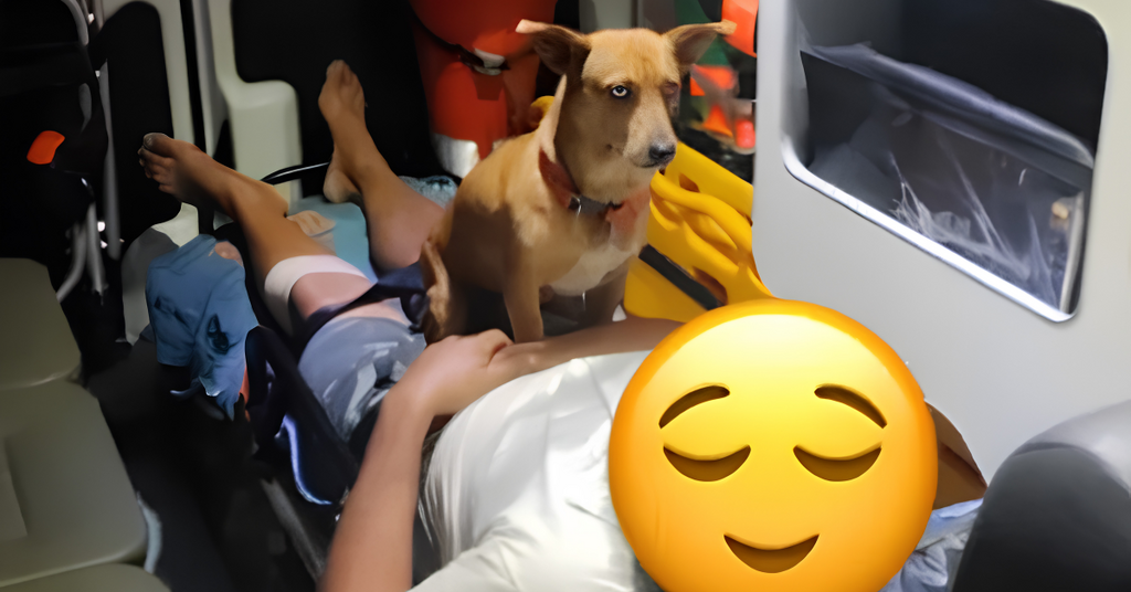 Cão permanece ao lado do tutor durante atendimento e emociona equipe do SAMU em Ibirama
