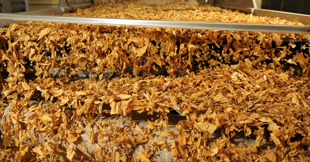 Tarifa dos EUA ameaça tabaco brasileiro e pode causar perda de US$ 100 milhões em exportações