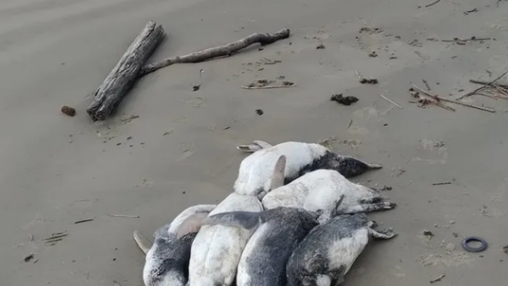 Monitoramento registra 20 pinguins mortos em praias de Imbituba durante período de migração