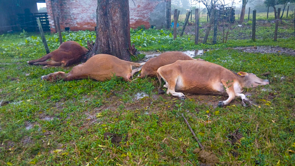 RAIO MATA TRÊS NOVILHAS PRENHAS E UM TOURO EM SÃO JOÃO DO SUL