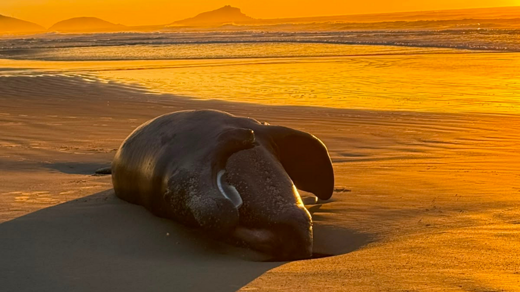 Outro filhote de baleia-franca é encontrado morto na Praia da Vila, em Imbituba
