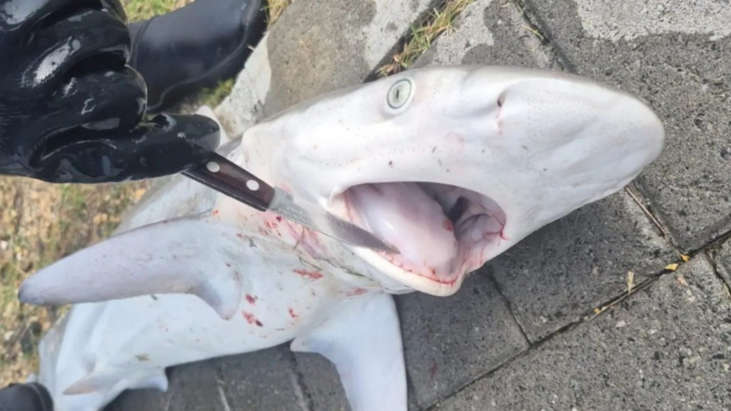 Filhote de tubarão é encontrado sem vida em praia de Santa Catarina e chama atenção de moradores