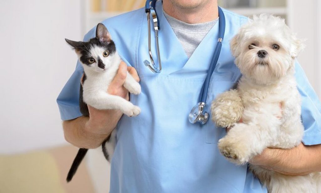 Palmeira mantém aberto cadastro para mutirão de castração de cães e gatos