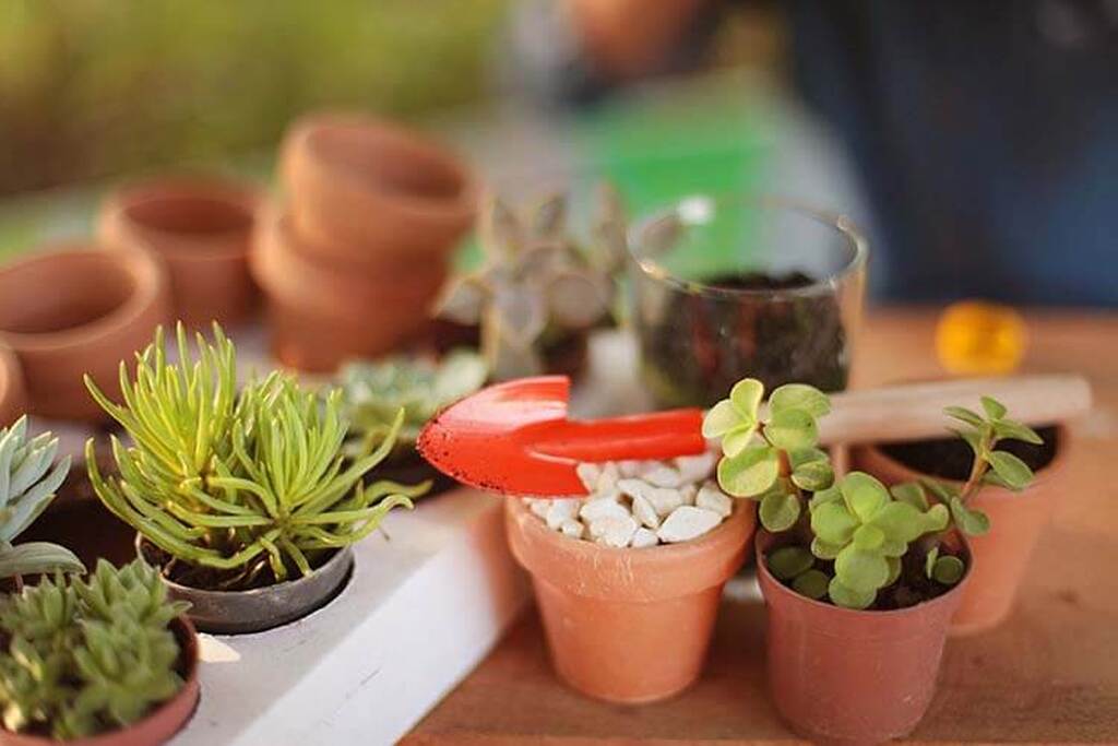 Oficina de jardinagem promove aprendizado e convivência para idosos em Pinhalzinho