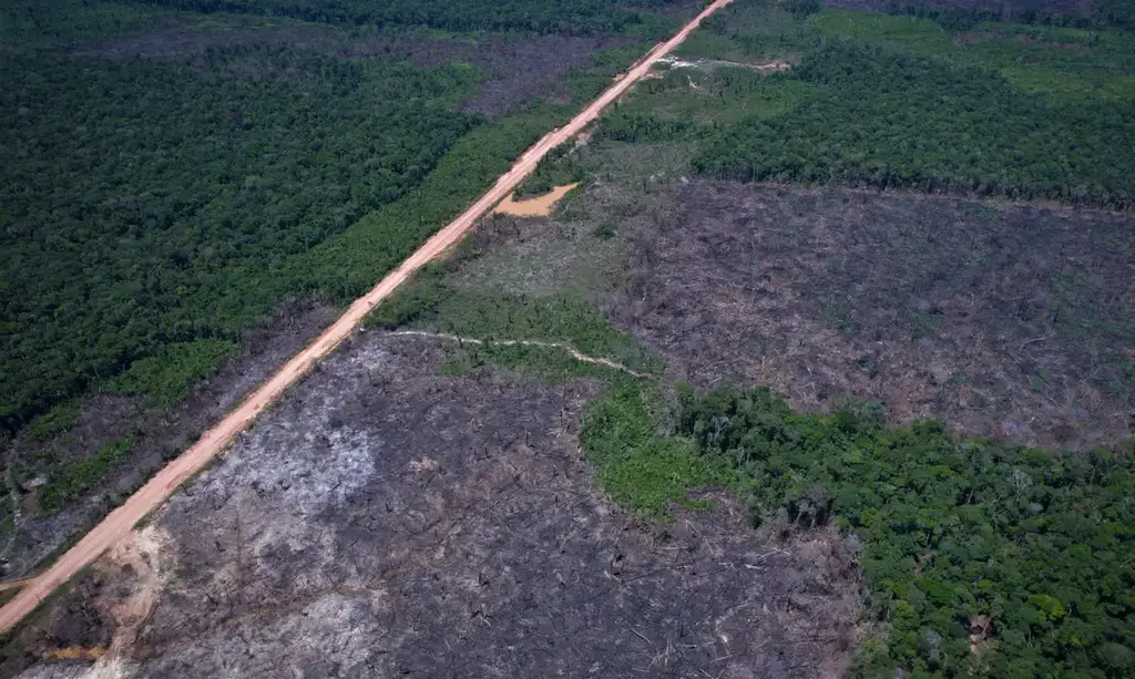 Desmatamento na Amazônia cai 36,87% no último ano