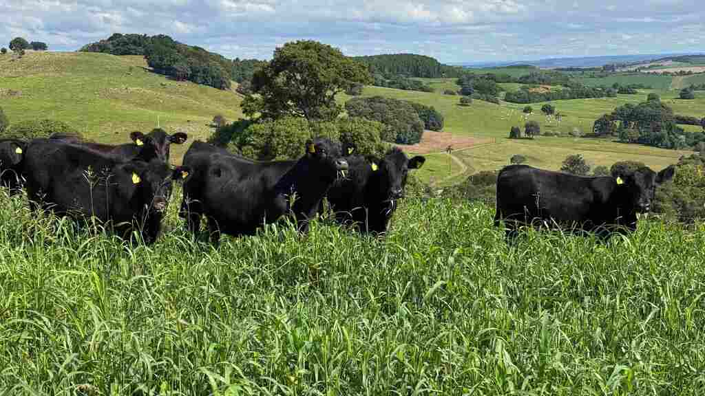 Mercado de terneiros encerra primeiro semestre de 2026 com valorização de 19% em Santa Catarina
