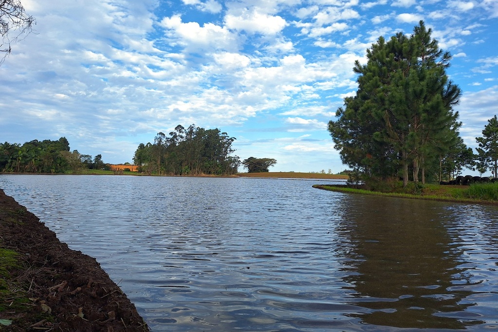 SAFRA 26/27 DE ARROZ TEM EXPECTATIVA POSITIVA, MAS QUESTÕES CLIMÁTICAS PODEM AFETAR PRODUTIVIDADE EM SC