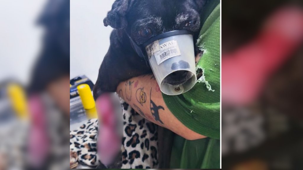 ‘Sofrimento’ de cão ferido mobiliza equipes e animal é retirado de família em SC