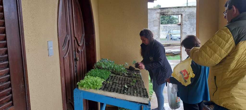 Horto Municipal prossegue com a distribuição gratuita de mudas de cebola de cabeça