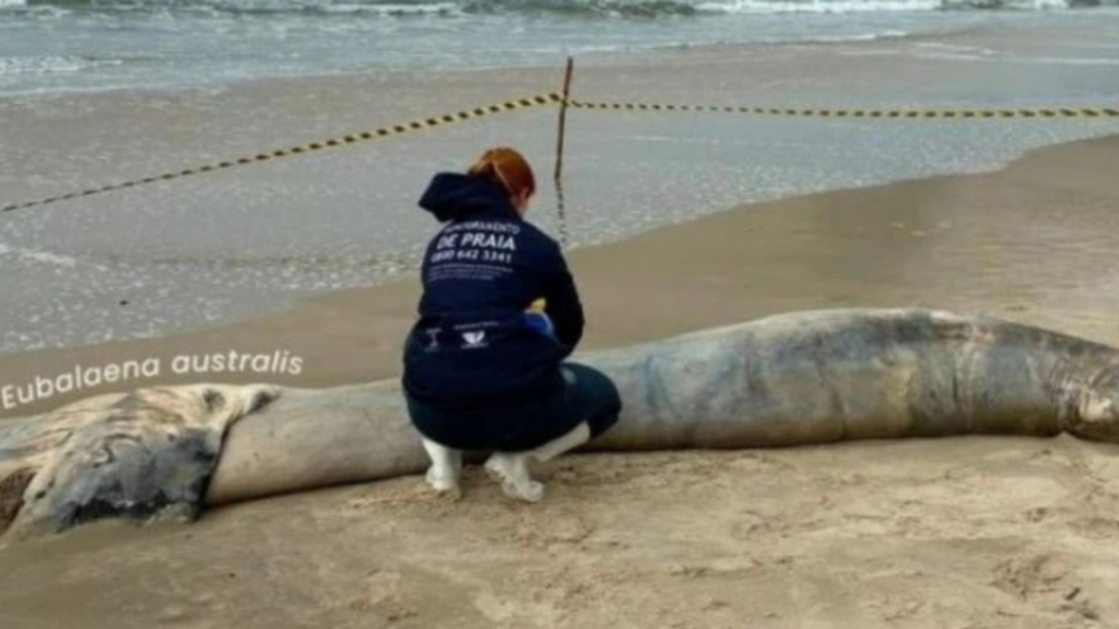 Filhote de baleia-franca é encontrado morto em praia de Garopaba; este é o 6º caso da temporada