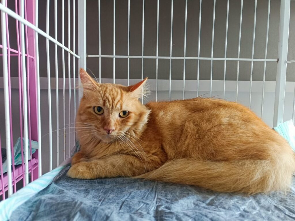 Gatos resgatados em apartamento de Concórdia começam a ganhar novos lares