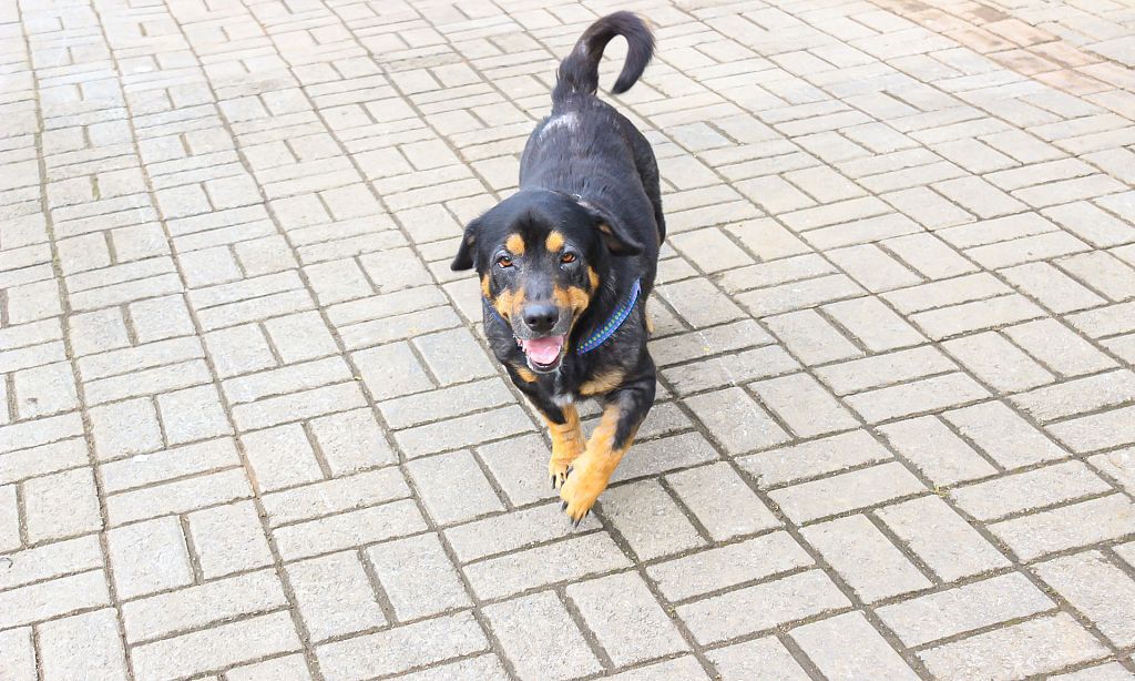 Joinville pode endurecer multas contra maus-tratos a animais