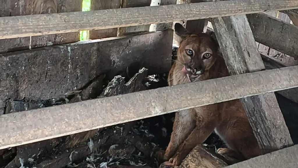 Leão-baio é resgatado após invadir galinheiro em Bom Retiro, na Serra catarinense.