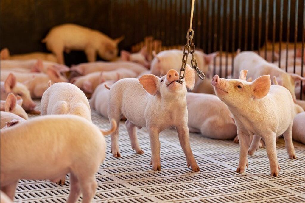Certificações internacionais atestam padrões de bem-estar animal da Aurora Coop
