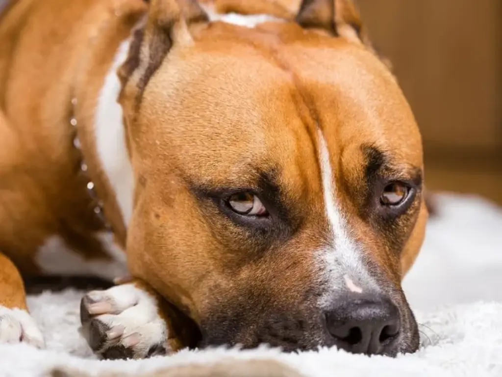 Pitbulls atacam cães em Canoinhas e acabam mortos pela PM