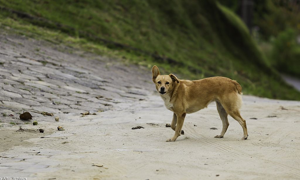 Cães soltos em Joinville passam a ser enquadrados como maus-tratos após projeto aprovado na Câmara