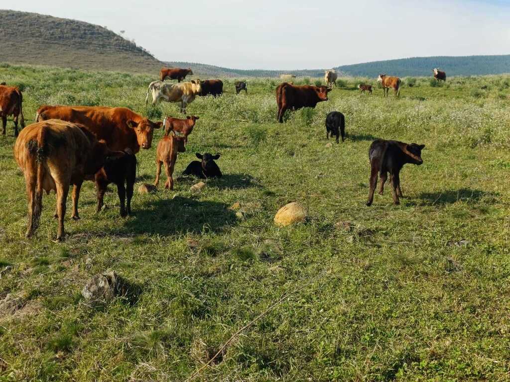 Programa de Melhoramento Genético Bovino segue disponível em Lages