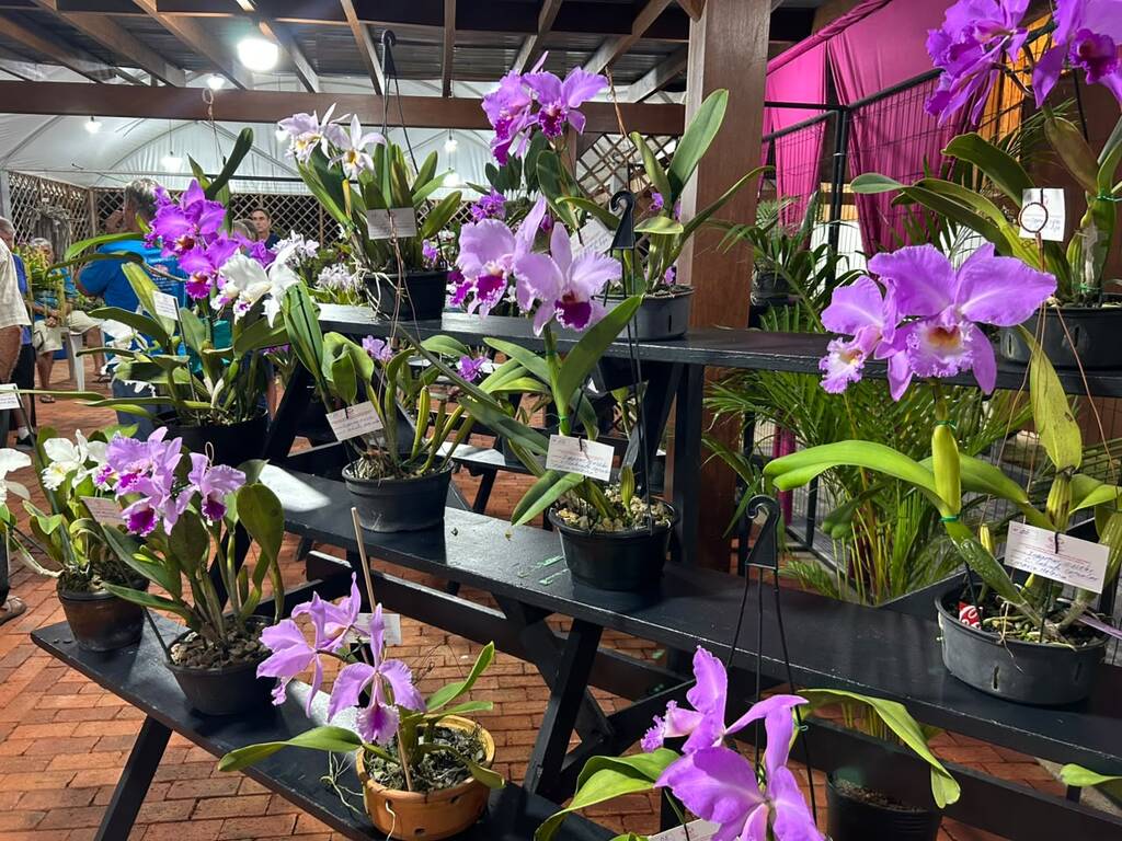 Festival das Flores da Primavera reúne orquídeas e atrações gratuitas neste fim de semana em Joinville