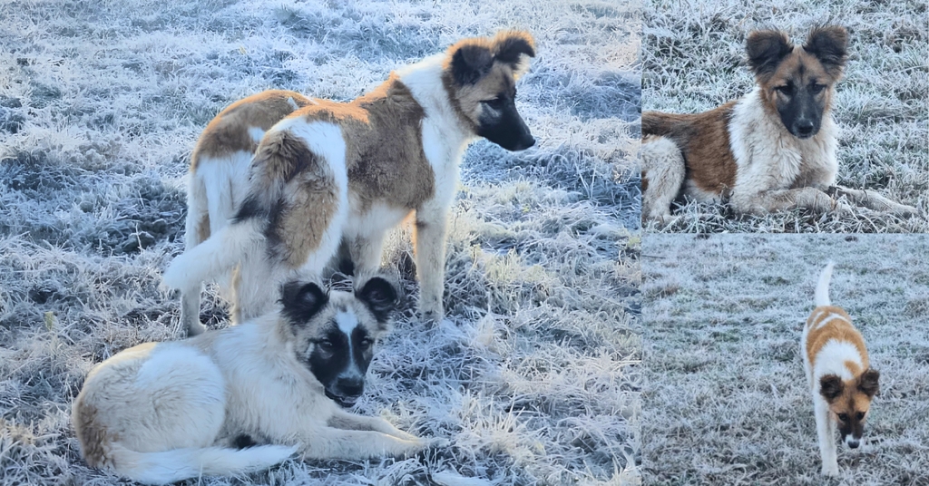 Floquinho, Geadinha e Bola de Neve brincam na geada e conquistam corações na Serra Catarinense