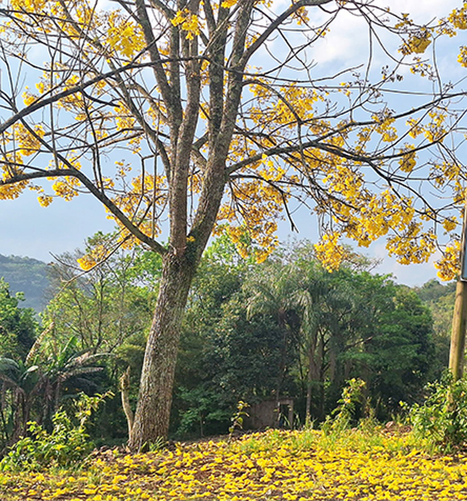 Presença do El Niño segue influenciando