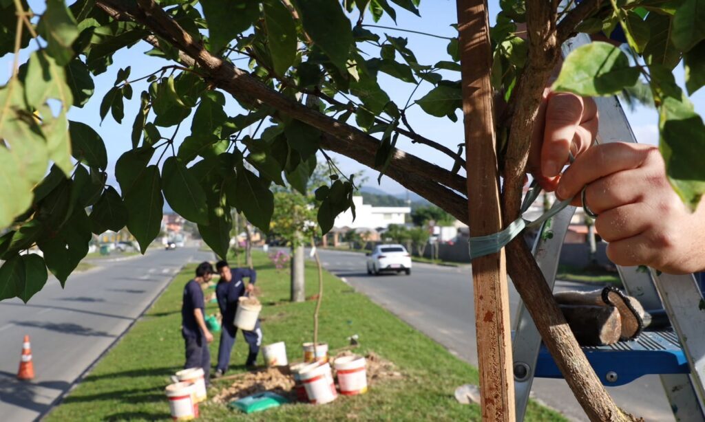 Semana da Árvore em Joinville terá plantio de mudas, capacitações e atividades interativas