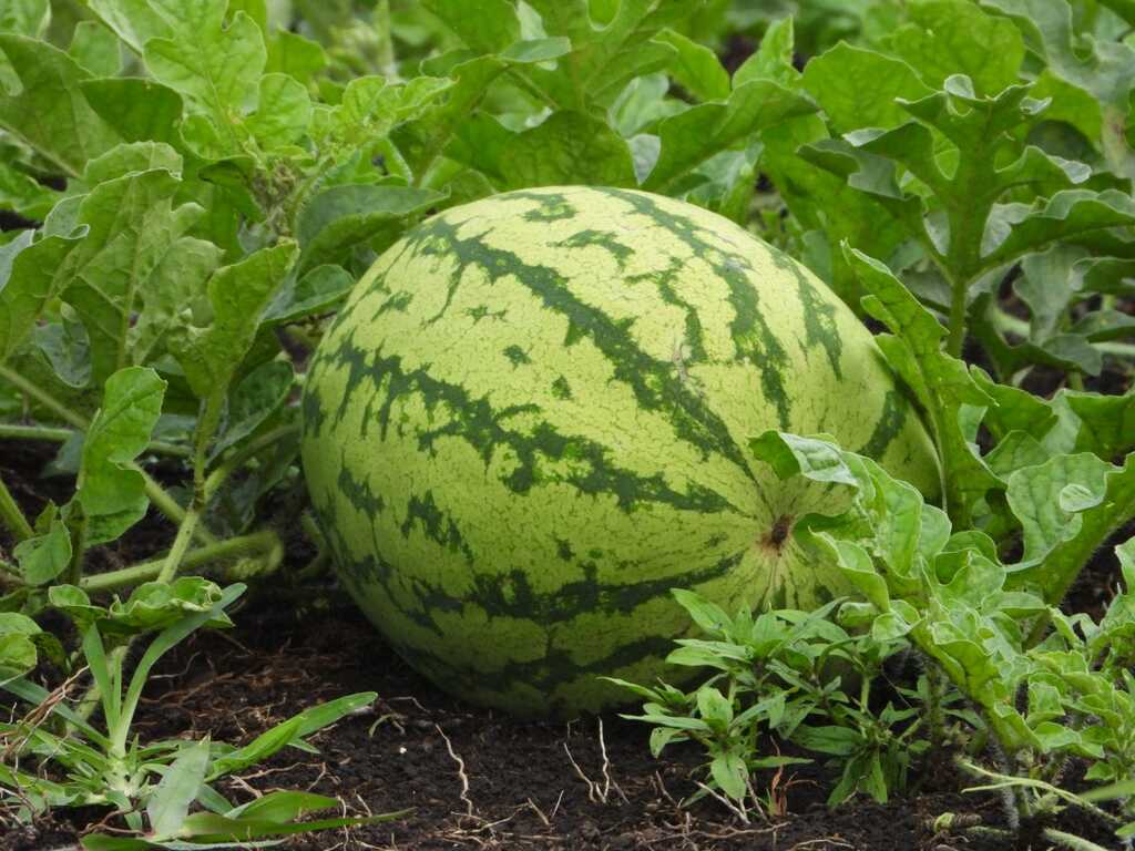 Projeto do Executivo que amplia segurança para agricultores de Otacílio Costa é aprovado por unanimidade na Câmara de Vereadores