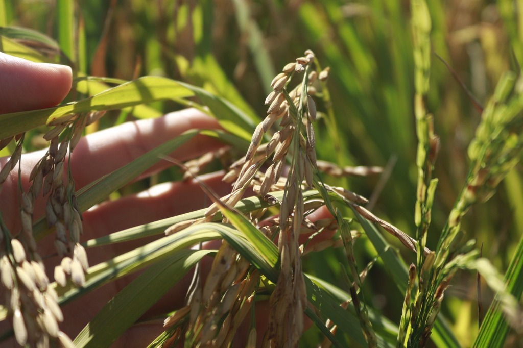 SINDARROZ-SC APONTA PRIORIDADES PARA O PRÓXIMO GOVERNO E DEFENDE PREVISIBILIDADE E REDUÇÃO DE CUSTOS NA CADEIA PRODUTIVA DE ARROZ