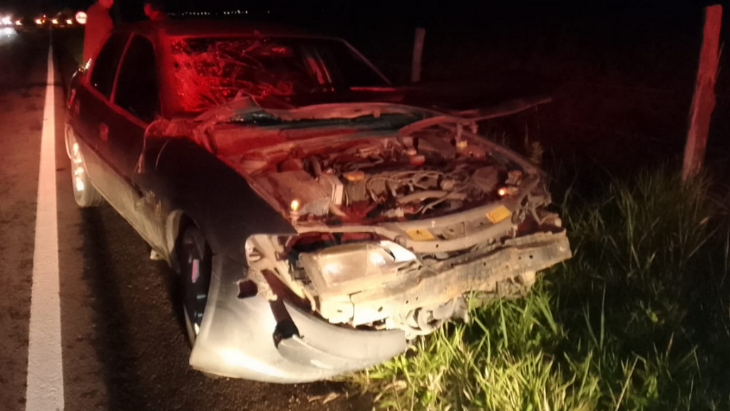 Carro atinge cavalo solto na SC-437 em Imaruí