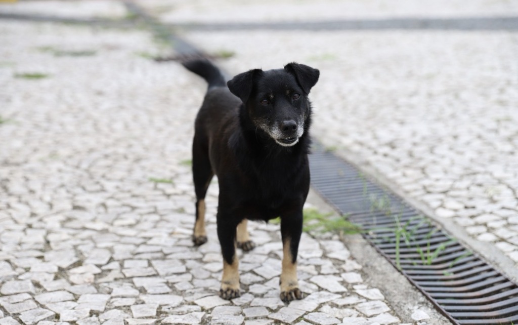 Prefeitura de Criciúma promove Feira de Adoção de cães neste sábado