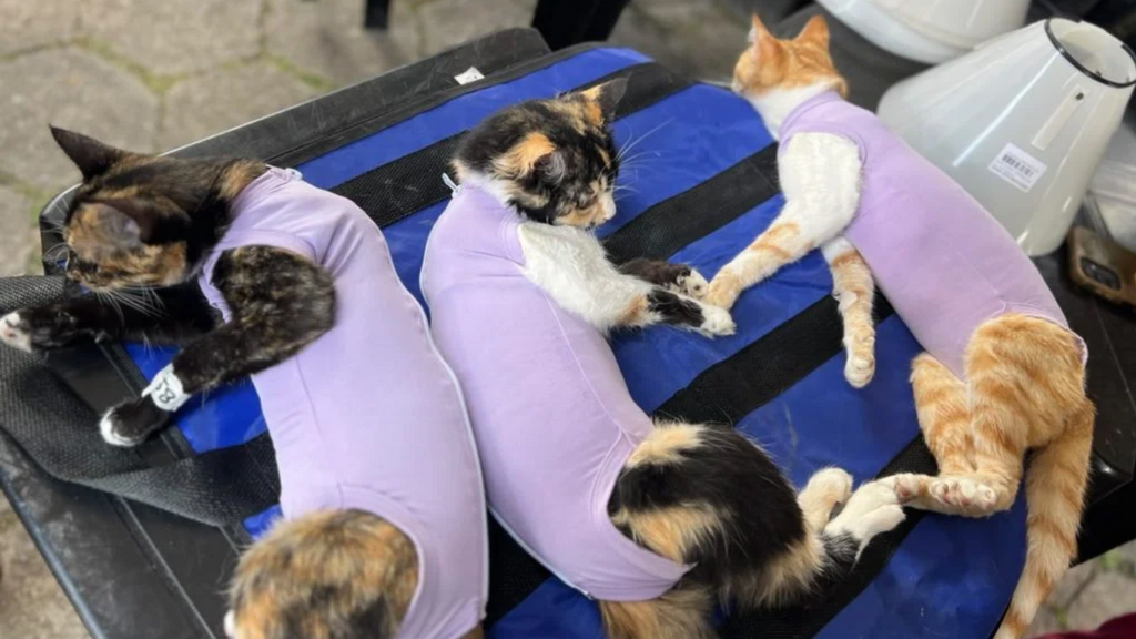 Castramóvel realiza castração de 108 cães e gatos em comunidades de Laguna