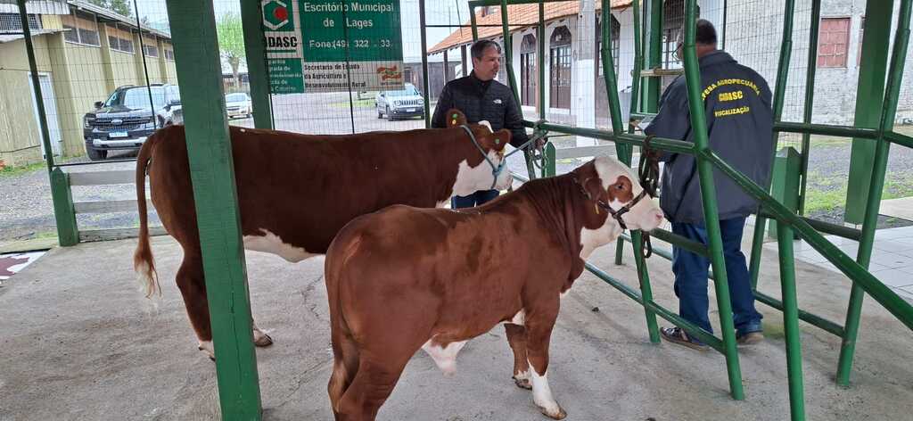 Expolages 2026: chegam os primeiros animais e a feira ganha projeção para grandes negócios