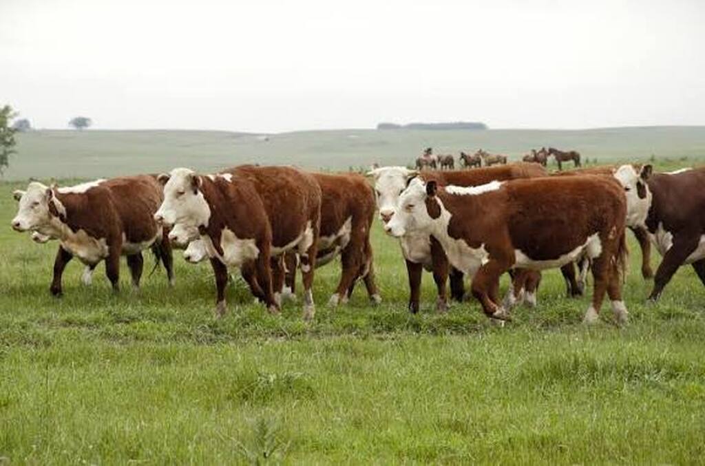 Pecuarista perde nove bovinos em golpe com cheque sem fundo