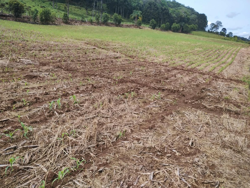 Impactos do El Niño ameaçam a Agricultura Familiar em Santa Catarina e elevam endividamento