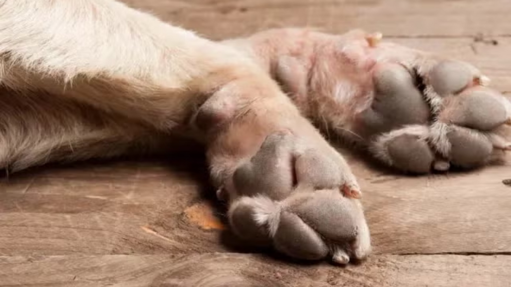 Mãe paga apenas R$ 100 para mandar matar o cachorro da filha e é condenada em SC