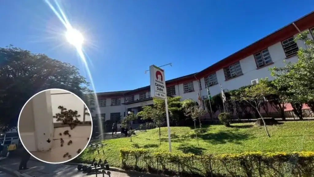 Abelhas “invadem” alojamento de médicos em maternidade de Florianópolis e mobilizam bombeiros