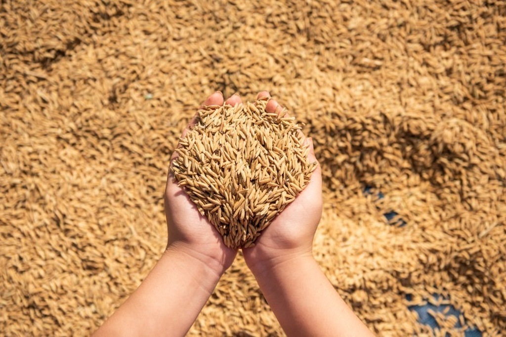 ENTIDADES DO AGRO CONTESTAM VOLTA DE LICENÇA PARA ARROZ EM SC