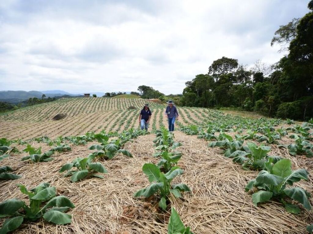 Sistema de Plantio Direto de Hortaliças completa 30 anos com benefícios de mais de R$ 126 milhões a produtores