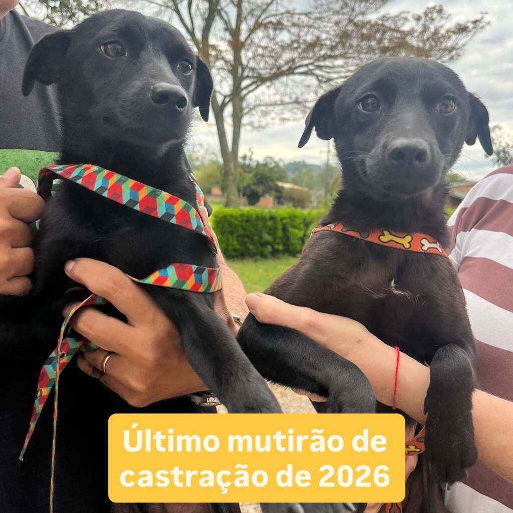 Imagem 15
